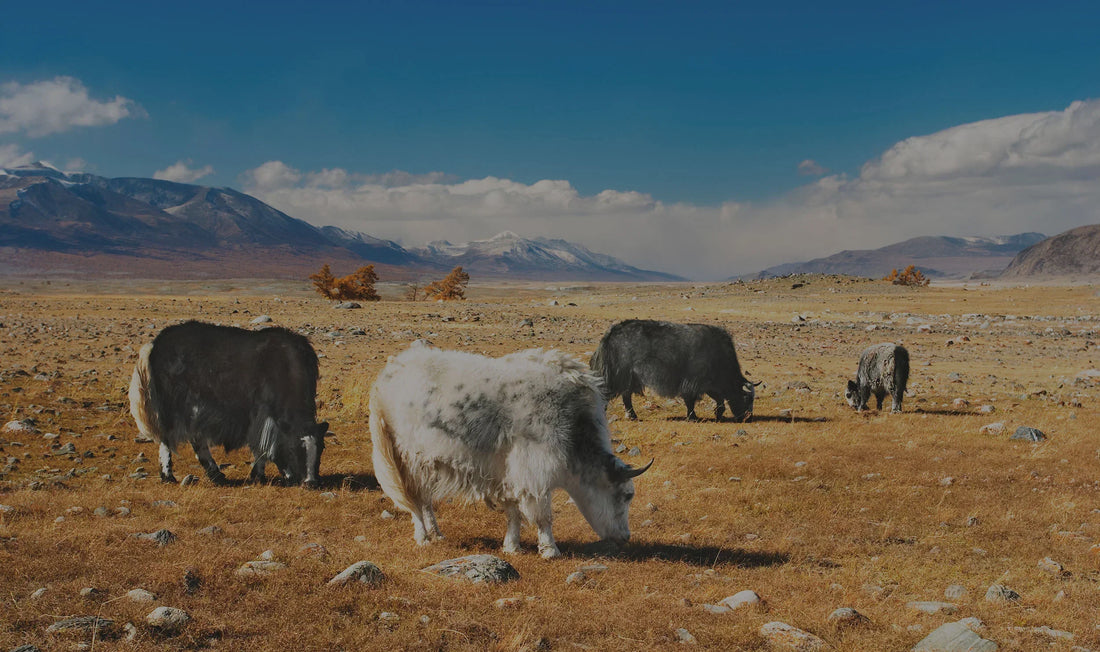 Why Yak Khullu Wool Isn't More Popular?